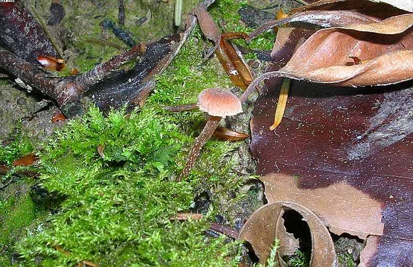 St. Chrischona ( CH )   30. Aprile 2005